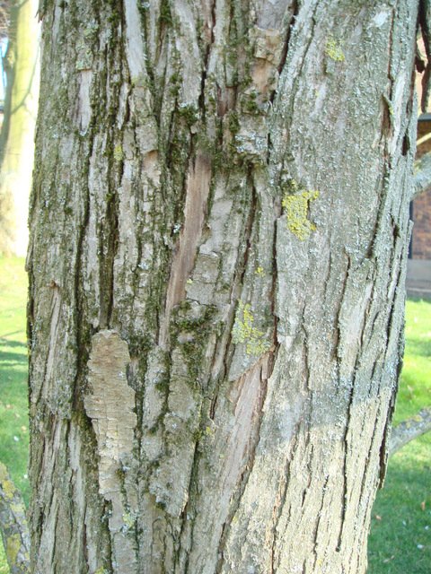 Cercidiphyllum japonicum ecorce